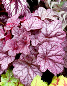 Heuchera 'Sugar Plum'